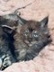 Magnifiques maine coon