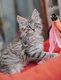 Magnifiques maine coon