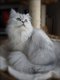 🐾Superbe Persan Chinchilla silver shaed