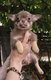 Chiots chihuahua chocolat et tan