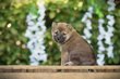 Adorables Shiba Inu chiots à vendre, elevage...