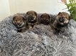 Chiot Shiba inu à réserver