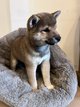 Chiot Shiba inu à réserver
