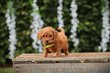 Adorables Caniche chiots à vendre, elevage Belge