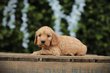 Adorables Cockapoo chiots à vendre, elevage Belge