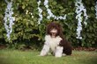 Adorables Lagotto Romagnolo chiots à vendre,...