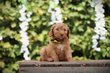 Labradoodle chiots à vendre, elevage en Belgique