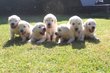 Chiots 100% Golden Retrievers à vendre
