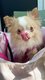 Très beau chihuahua 6 ans à donner