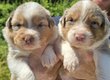 Chiots Berger Australien