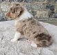 Chiots Berger Australien