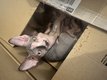 Chatterie Crepin, Sphynx pour la vie