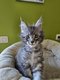 Magnifique chatons maine coon pure race