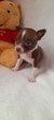 Petits chihuahuas , mâles chocolat et blanc