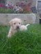 Chiots Labrador
