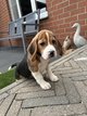 Chiots beagle adorable