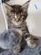 Bébé maine coon 😻