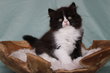 British longhair femelles bicolores