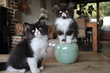 British longhair femelles bicolores