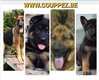 Chiots berger allemand