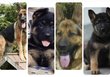 Chiots berger allemand