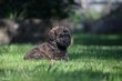 Chiots Bouvier des Flandres par Isis x Grizzly