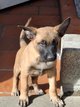 Berger malinois à vendre