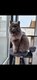 Chat femelle long poils 7 ans