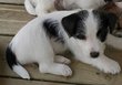 Chiots Jack Russell poils broken