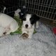Chiots Jack Russell poils broken