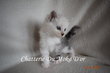 Superbe BBS maine coon