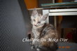 Superbe BéBés maine coon