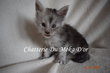 Superbe BBS maine coon