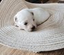 Adorable petit bichon maltais mâle