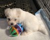 Adorable petit bichon maltais mâle