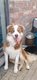 Border collie male/femelle