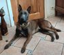 Berger Malinois