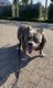 American Bully Pocket mâle à donner.