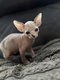 Sphynx mal
