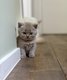 Magnifique chatons british shorthair