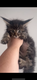 Maine Coon