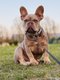 Bouledogue français