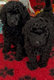Caniche moyen avec pedigree