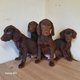 Chiots beagle/labrador