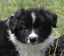2 magnifiques chiots border collie disponibles