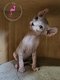 Chatons sphynx