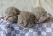 British shorthair lilac