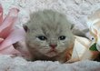 British shorthair lilac