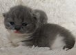 British shorthair lilac