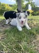 Chiots Border Collie à vendre